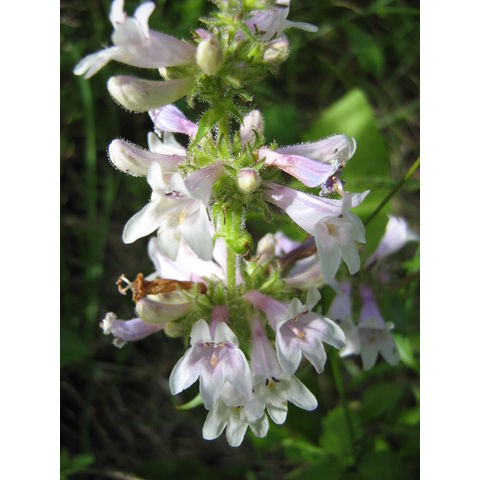 Penstemon sp.