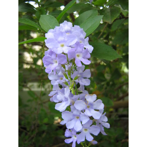 Duranta erecta
