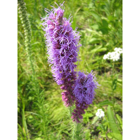 Liatris spicata