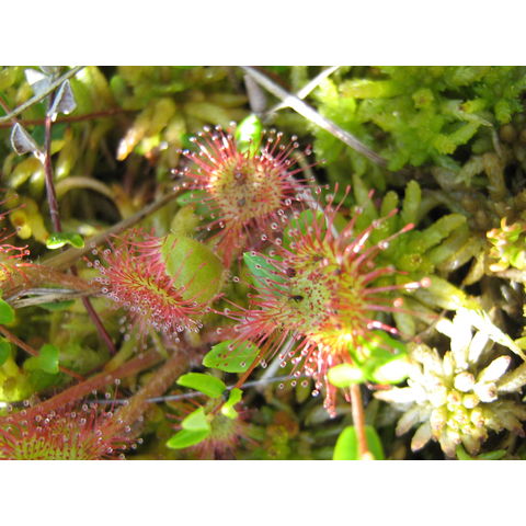Drosera rotundifolia