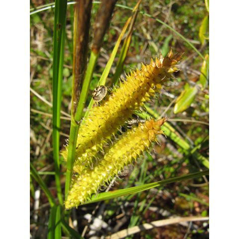 Carex rostrata