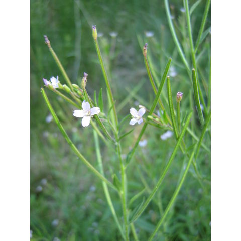 Epilobium sp.