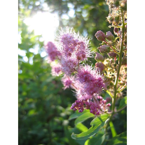 Spiraea sp.