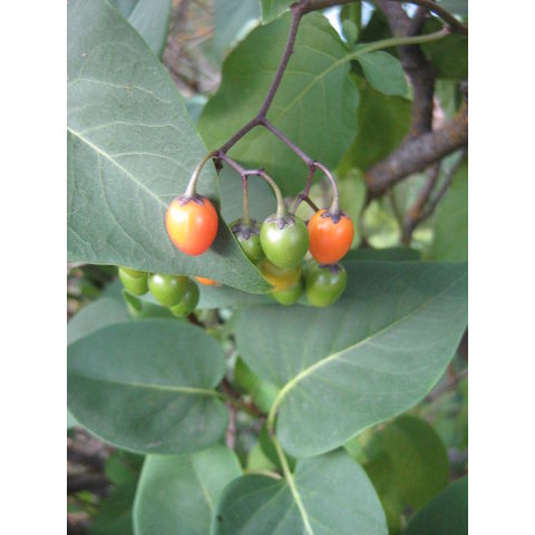 Solanum dulcamara