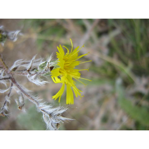 Hieracium sp.