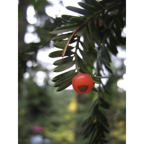 Elk River, Taxus brevifolia