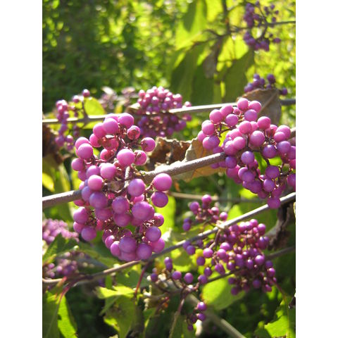 Callicarpa bodinieri