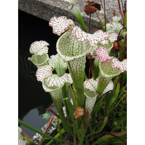 Sarracenia sp.