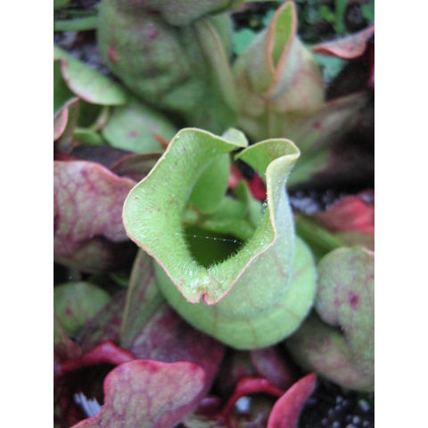 Sarracenia sp.