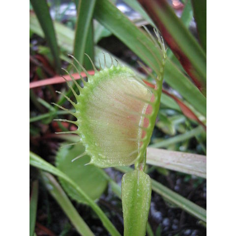 Dionaea muscipula