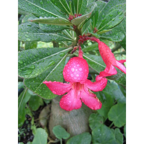 Adenium obesum