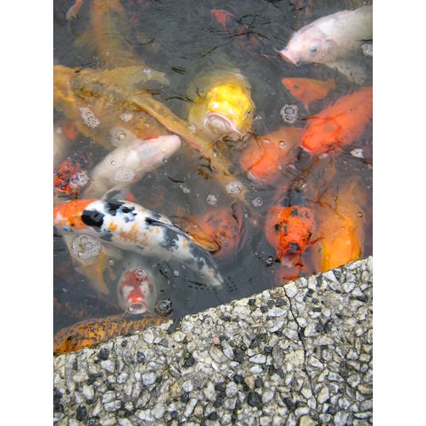 Koi (Cyprinus carpio)
