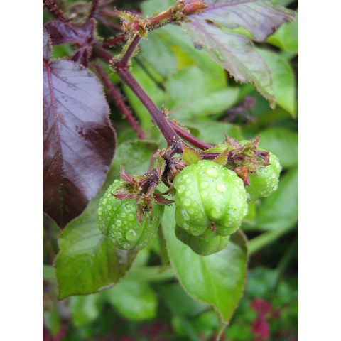 Jatropha gossypifolia