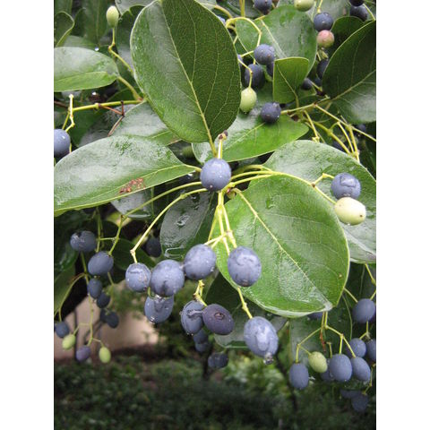 Chionanthus retusus var. serrulatus