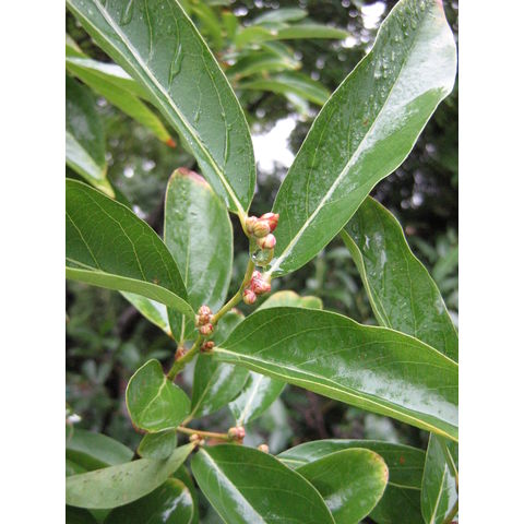 Lindera umbellata