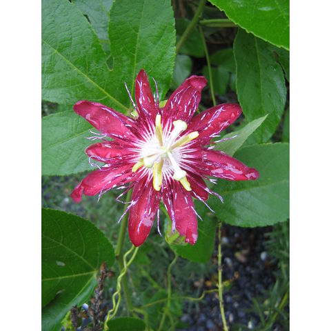 Passiflora sp.