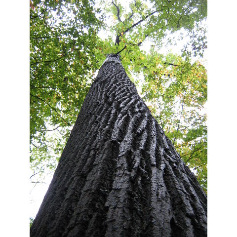 Liriodendron tulipifera