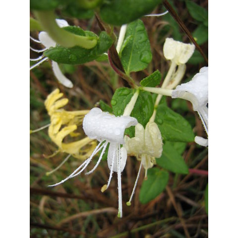 Lonicera sp.