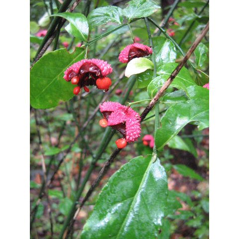 Euonymus americanus