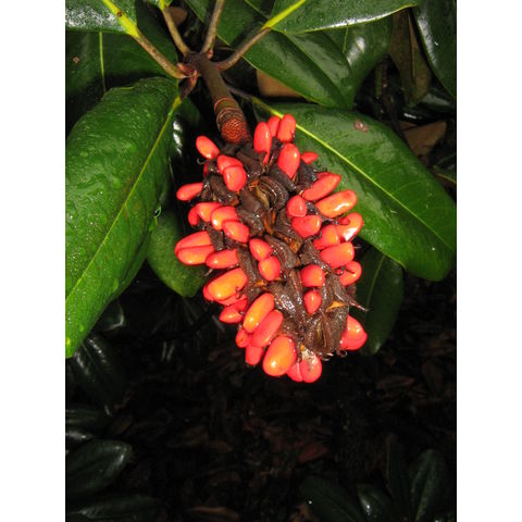 Magnolia grandiflora