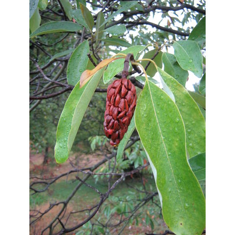 Magnolia virginiana