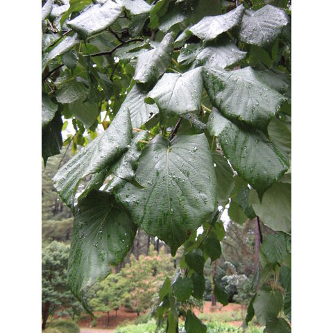 Davidia involucrata var. vilmoriniana