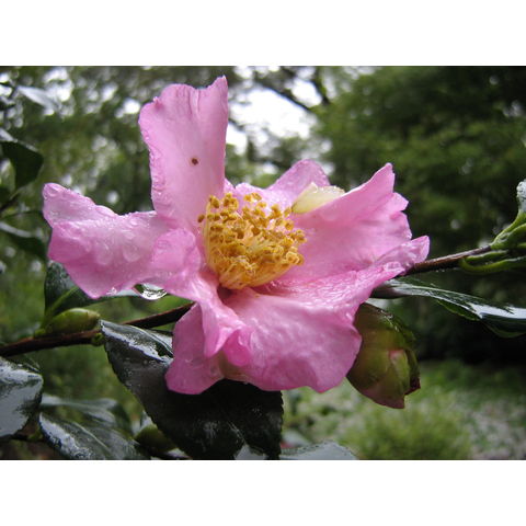 Camellia sasanqua 'Agnes O. Solomon'