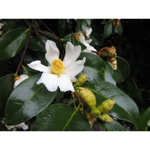 Camellia oleifolia