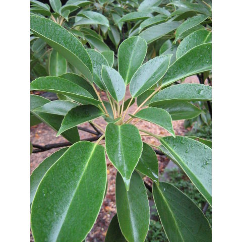 Trochodendron aralioides