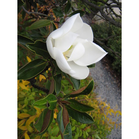 Magnolia grandiflora 