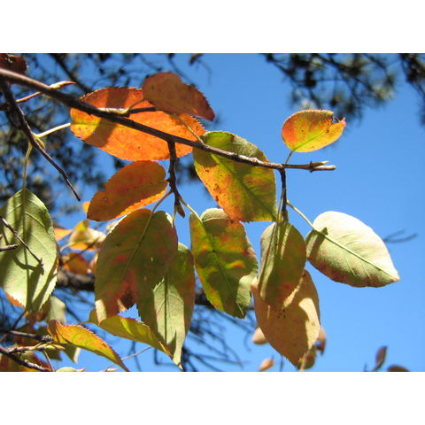 Amelanchier arborea