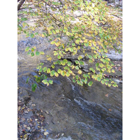 Hamamelis virginiana
