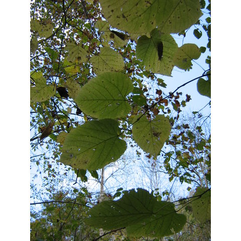Tilia americana