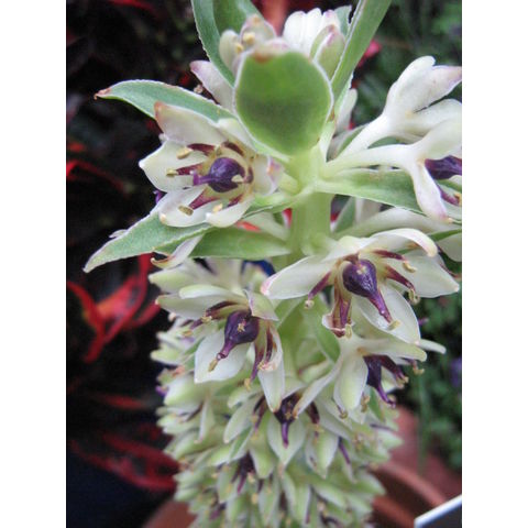 Eucomis montana