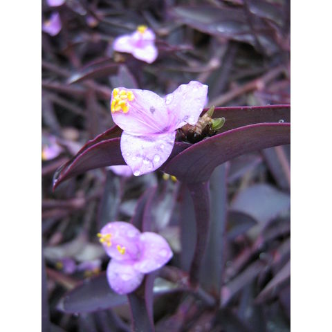 Tradescantia pallida