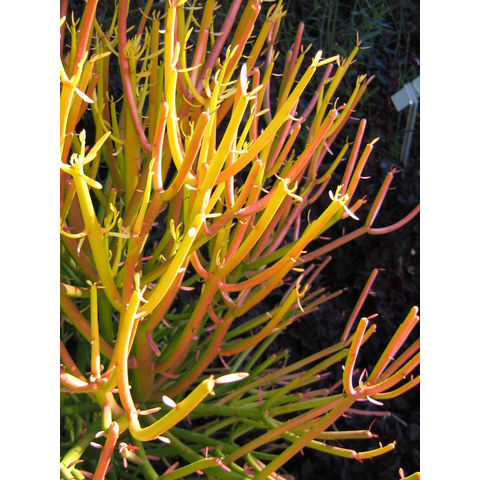 Euphorbia trucalli 'Rosea'