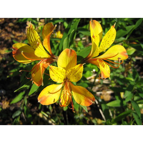 Alstroemeria 'Sweet Laura'