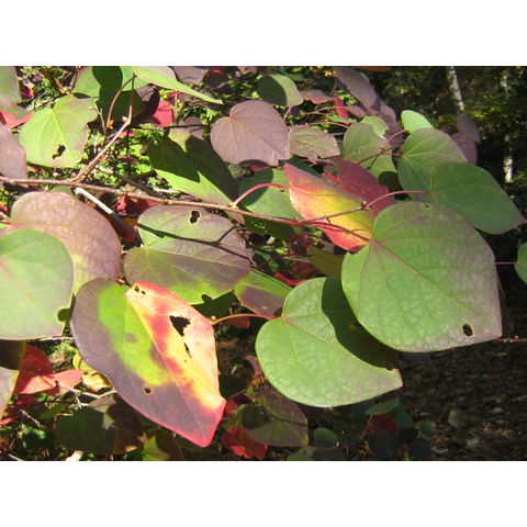 Disanthus cercidifolius