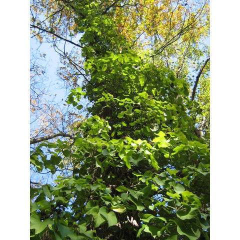 Schizophragma hydrangeoides 'Moonlight'