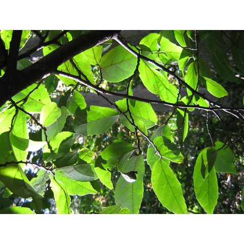 x Sycoparrotia semidecidua