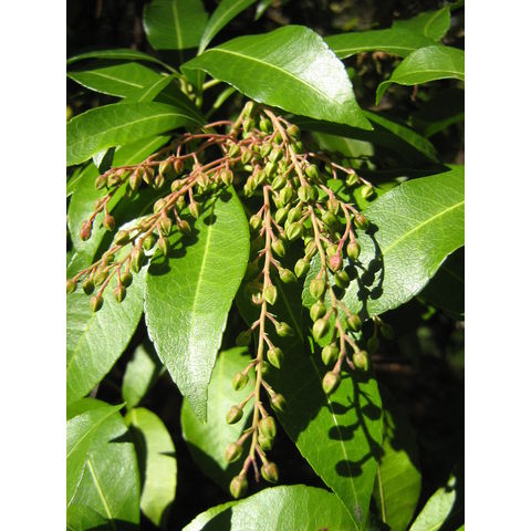 Pieris japonica 'Daisen'