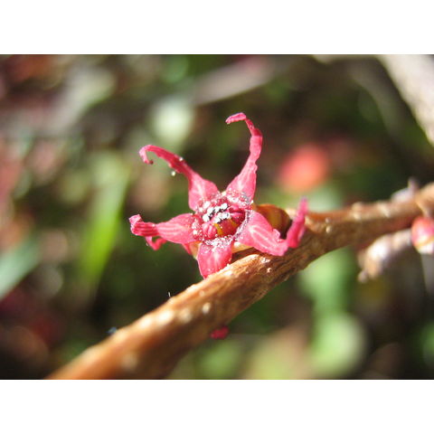 Disanthus cercidifolius