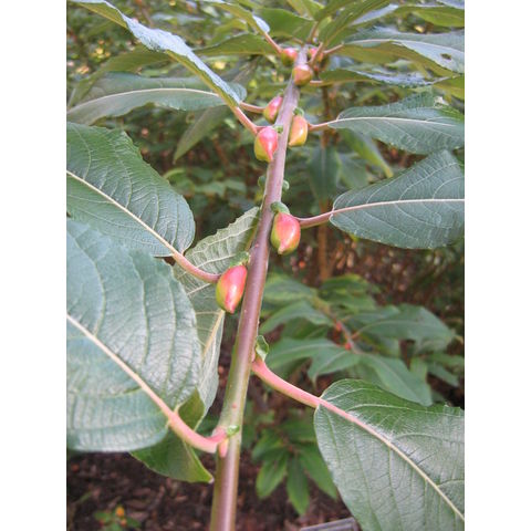 Salix chaenomeloides
