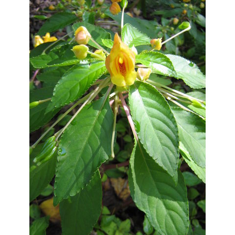 Impatiens auricoma 'Jungle Gold'