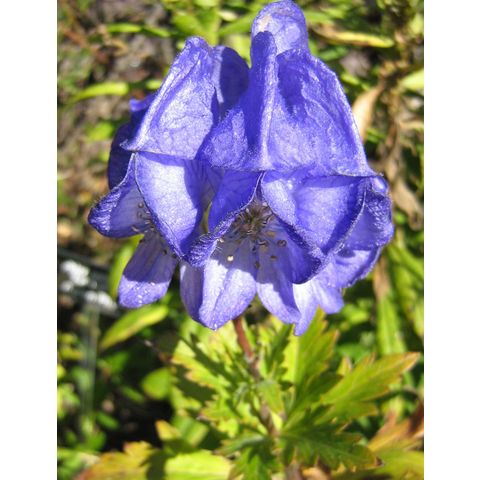 Aconitum napellus 'Arends'
