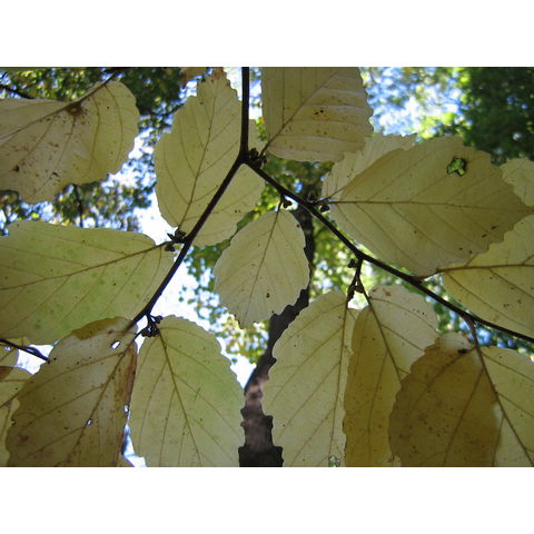 Hamamelis virginiana