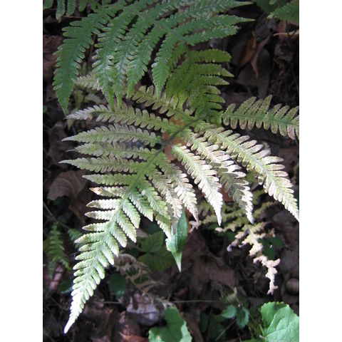 Phegopteris hexagonoptera