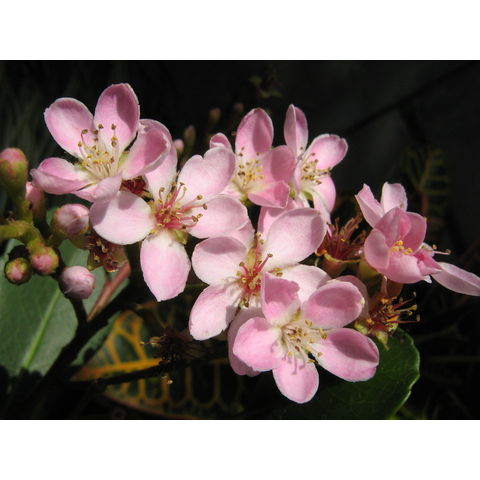 Raphiolepis indica 'Moness'