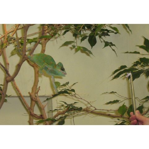 NZP, Chamaeleonidae g. sp.