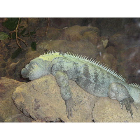 NZP, Iguana sp.